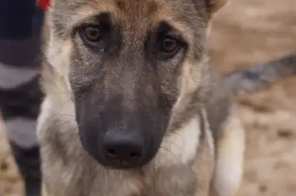 Собаки потеряшки, Нижний Новгород, фото: Потеряшка собака в кск Аллюр, Н. Новгород. Помогите найти!