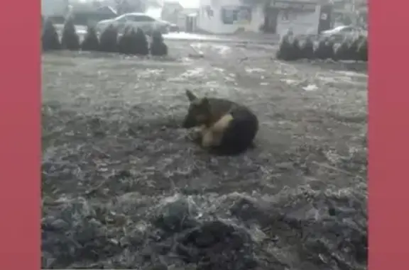 Найдена собака в Ростове, район Александровки