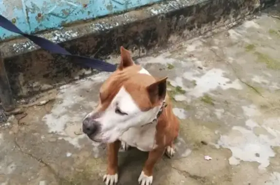 Собака найдена около центрального рынка в Абинске