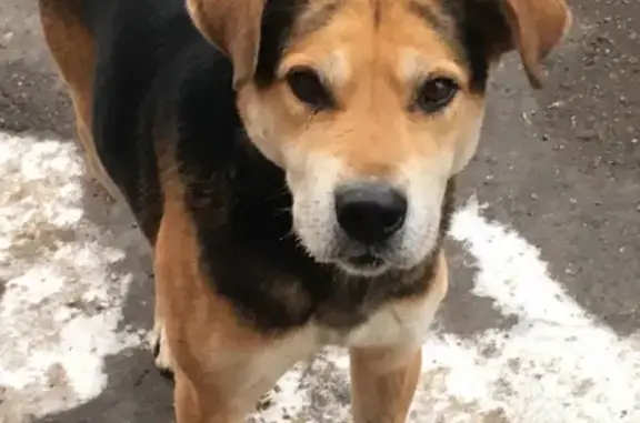 Найдена собака возле гостиницы Россия в Чебоксарах
