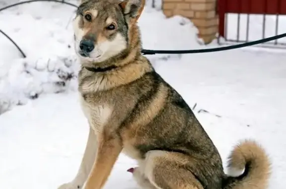Пропала собака в Выксе: западно-сибирская лайка Амур, 16 лет, черно-рыжего окраса.
