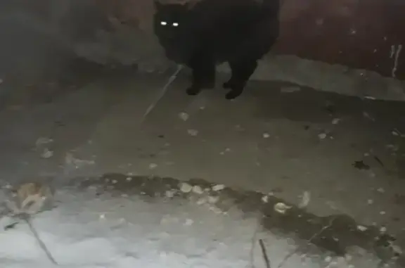Найден черный кот возле Пр.Победы 204 в Череповце