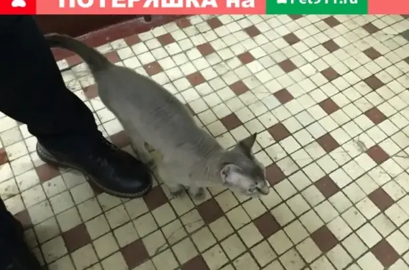 Найден кот на улице Крупской в Москве