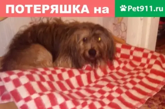 Пропала собака на Ул. Школьной в Ноябрьске