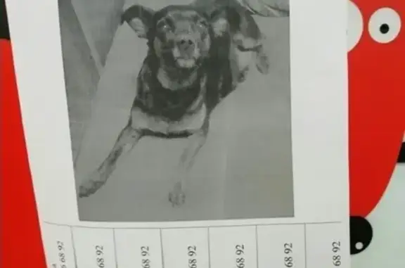 Найдена собака за магазином Юбилейный в Кургане