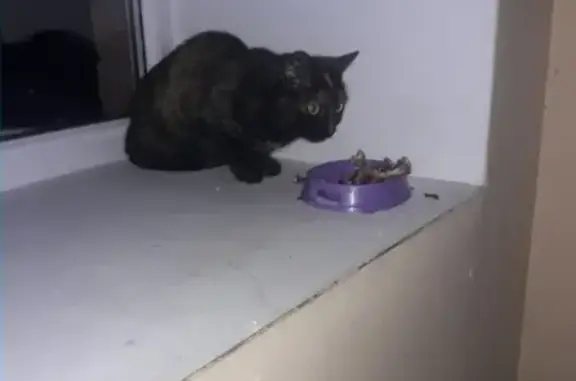 Найдена кошка в Кургане