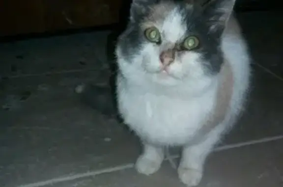 Найдена трехцветная кошка-подросток в Камышлове