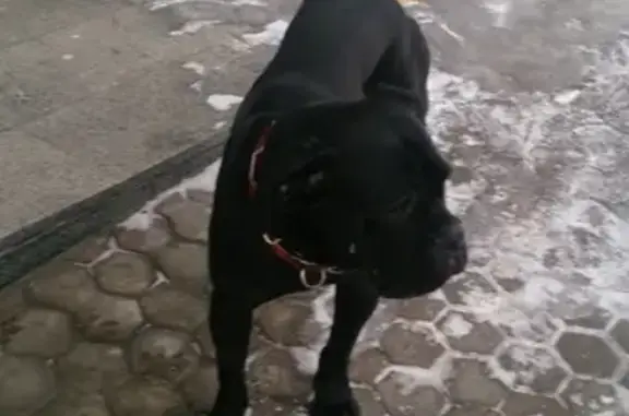 Найдена собака на Преображенской улице в Москве