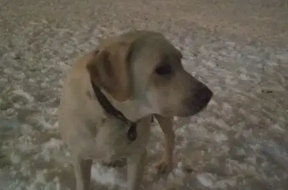 Найдена собака на улице Аэродромной, ищем хозяина!