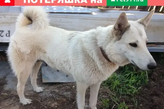 Собаки потеряшки, Петровское, фото: Потеряшка собака в Уржумском районе, деревня Буйский Перевоз.