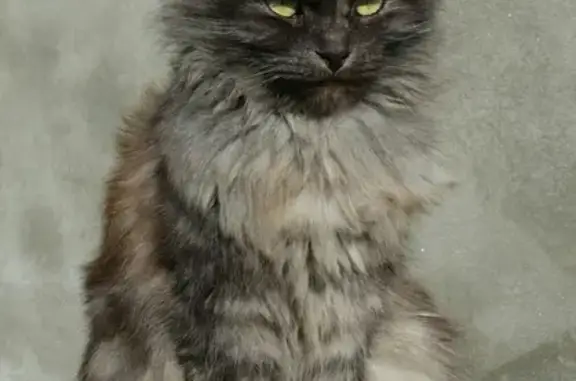 Найдена кошка в Геленджике-Кабардинке, ищем хозяина!