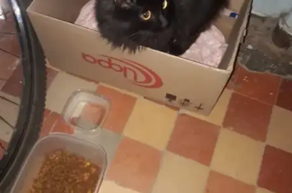 Найдена кошка Котенка в Н.Новгороде