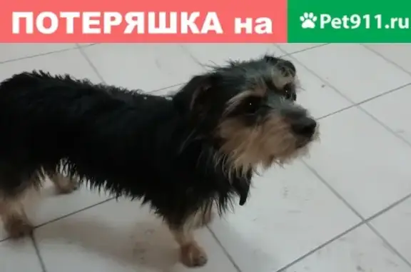 Найдена дружелюбная собачка на улице Сабуровской, Тамбов