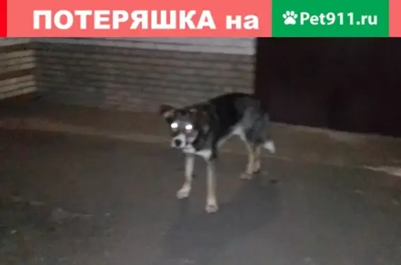 Найдена собака в Кировском районе СПб