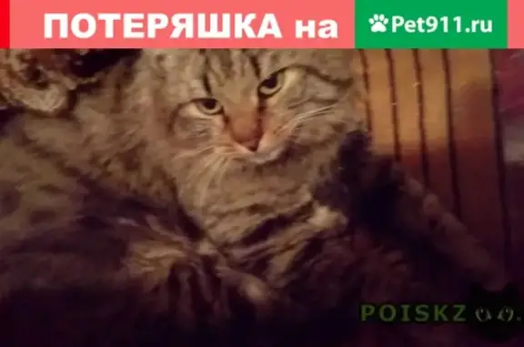 Найден домашний котик в Михнево, Раменский район
