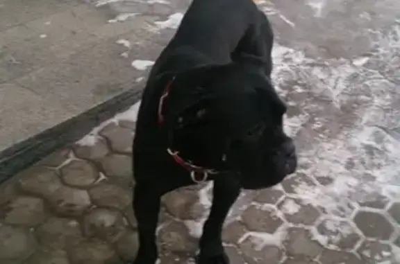 Найдена собака на Преображенской улице
