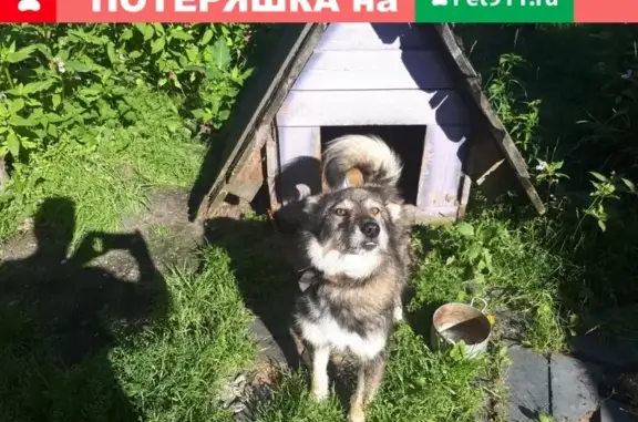 Пропал пес Тузик в Устьянском районе