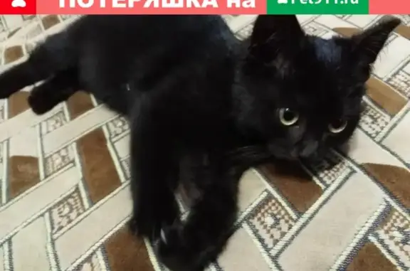 Потеряшка-котенок ищет дом в Ясной Поляне