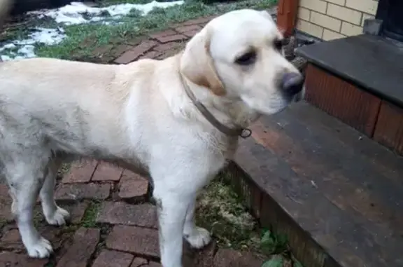 Найден пес породы Лабрадор в Знаменском, Краснодарский край