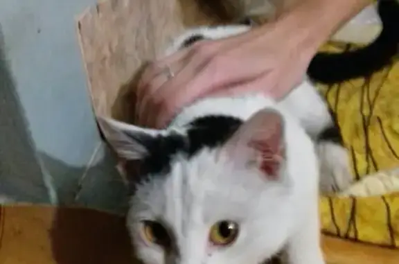 Найдена кошка на ул. Павлова в Красноярске