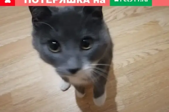 Найдена кошка в Василеостровском районе СПб