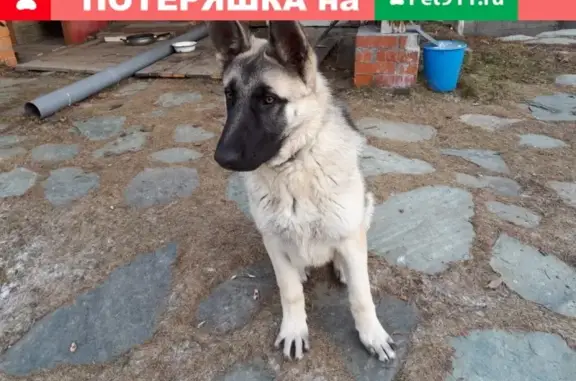 Пропала собака Бакс в Снежинске