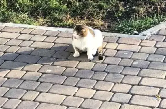 Найдена вислоухая кошка на улице Куникова, Новороссийск [id52396711]