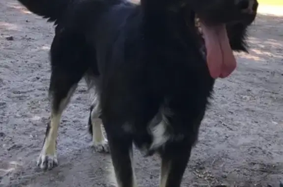 Пропала собака Пегас, Ростовская область