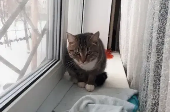 Найдена кошка в Красногорском районе