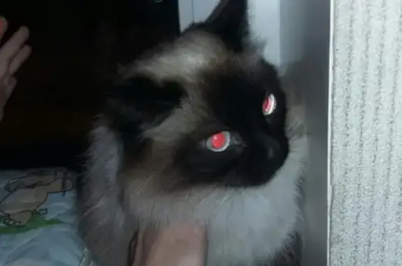 Найдена кошка на ул. Газовская, Н. Новгород