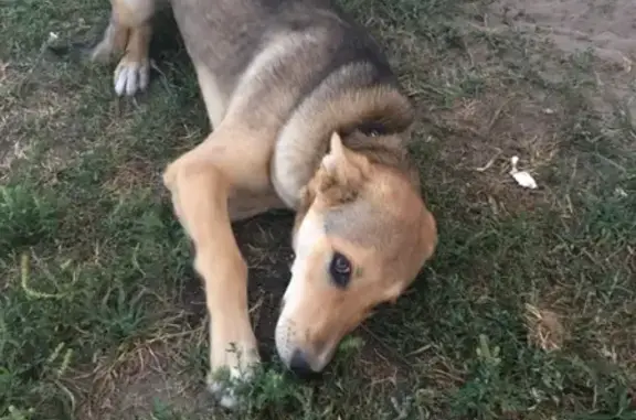 Пропала собака Скай на НЦ-3 в Старом Осколе