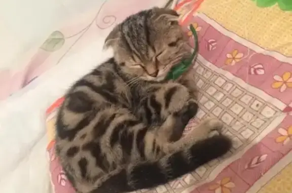 Кошки потеряшки, Отрадо-Кубанское, фото: Потеряшка котёнок в п. Прогресс, вознаграждение.