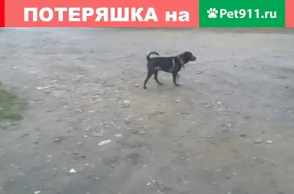 Пропала собака в Заречье, Бийск.