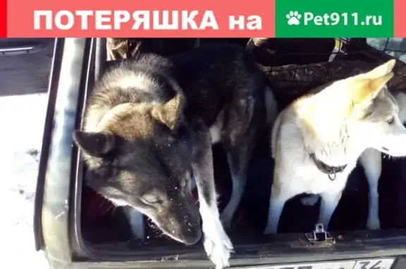 Пропала охотничья собака в Котово, Волгоградская область