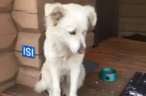Найдена ласковая собака в коттеджном посёлке Новые Ольшаники