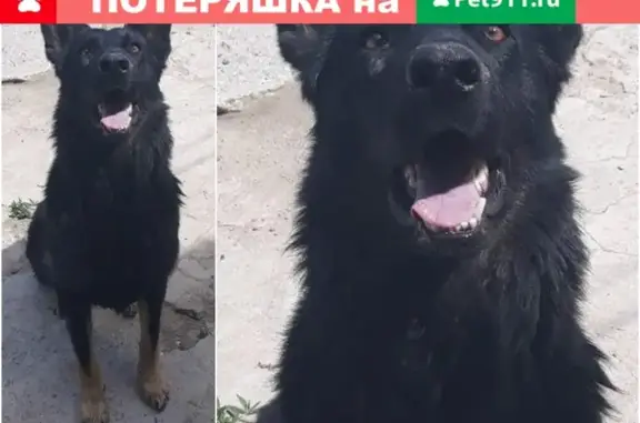 Пропала собака в Алматы #ПотерянПёс_Алматы
