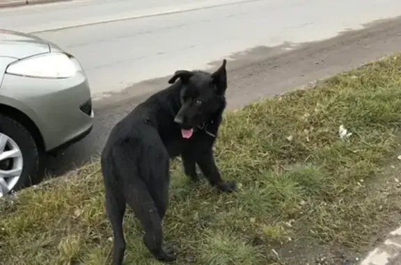 Найдена собака в Пскове, ищут старых хозяев