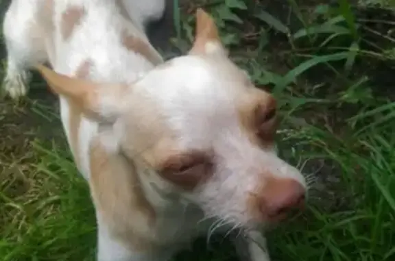 Пропала собака в Шатуре, помогите найти
