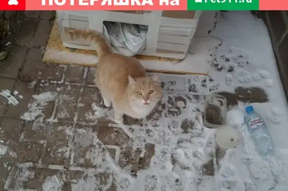 Найден кот в Домодедово