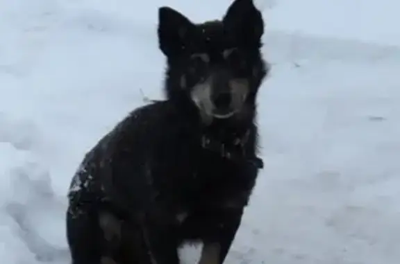Пропала собака в Сухиничском районе Калуги