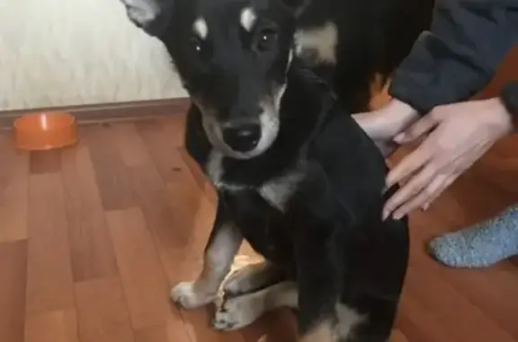 Собака-щенок найдена на Калинина в Красноярске!