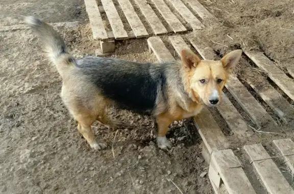 Найдена собака КОРГИ в Самаре
