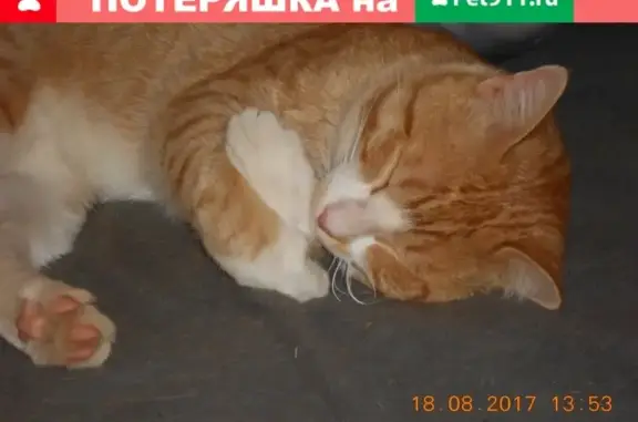 Кошки потеряшки, Красногор, фото: Потеряшка кошка Кузя в деревне Красногор, Ярославская область