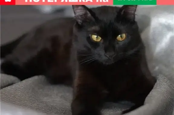 Кошки потеряшки, Славянск, фото: Потеряшка кошка Мурзик на ул. Фестивальной, г. Словянск.