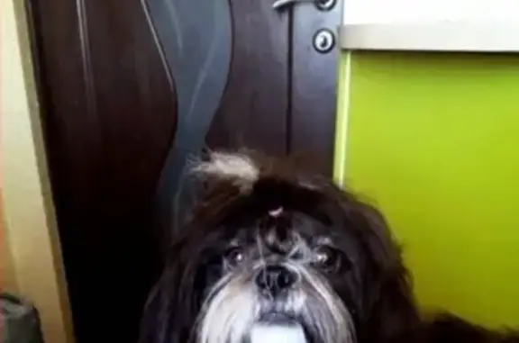 Собаки потеряшки, Шахты, фото: Потеряшка собака в поселке Майский, Шахты, нужна операция.