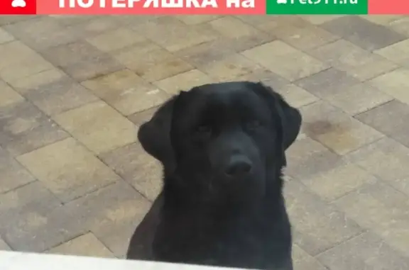 Пропала собака на ул. Глинки, 16 в Ставрополе