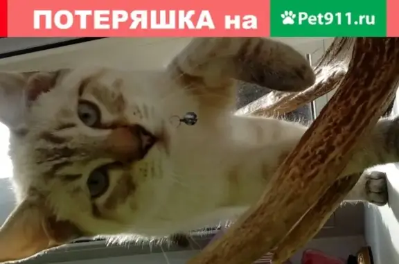 Кошки потеряшки, Сиверский, фото: Потеряшка кошка в Сиверском, Ленобласть, Россия