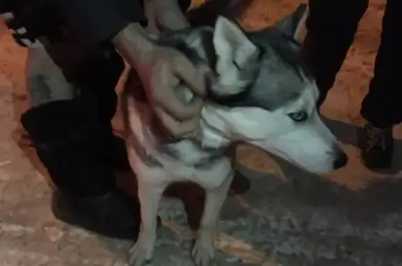 Собака найдена на Тракторной ул. 4 декабря.