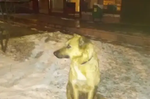 Собака найдена возле метро Варшавская