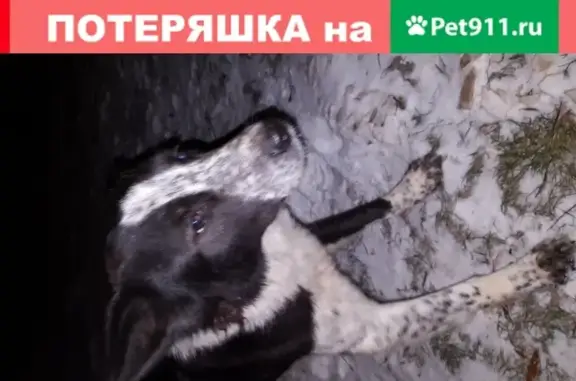 Потерянная собака с щенками в Очаково-Матвеевском районе
